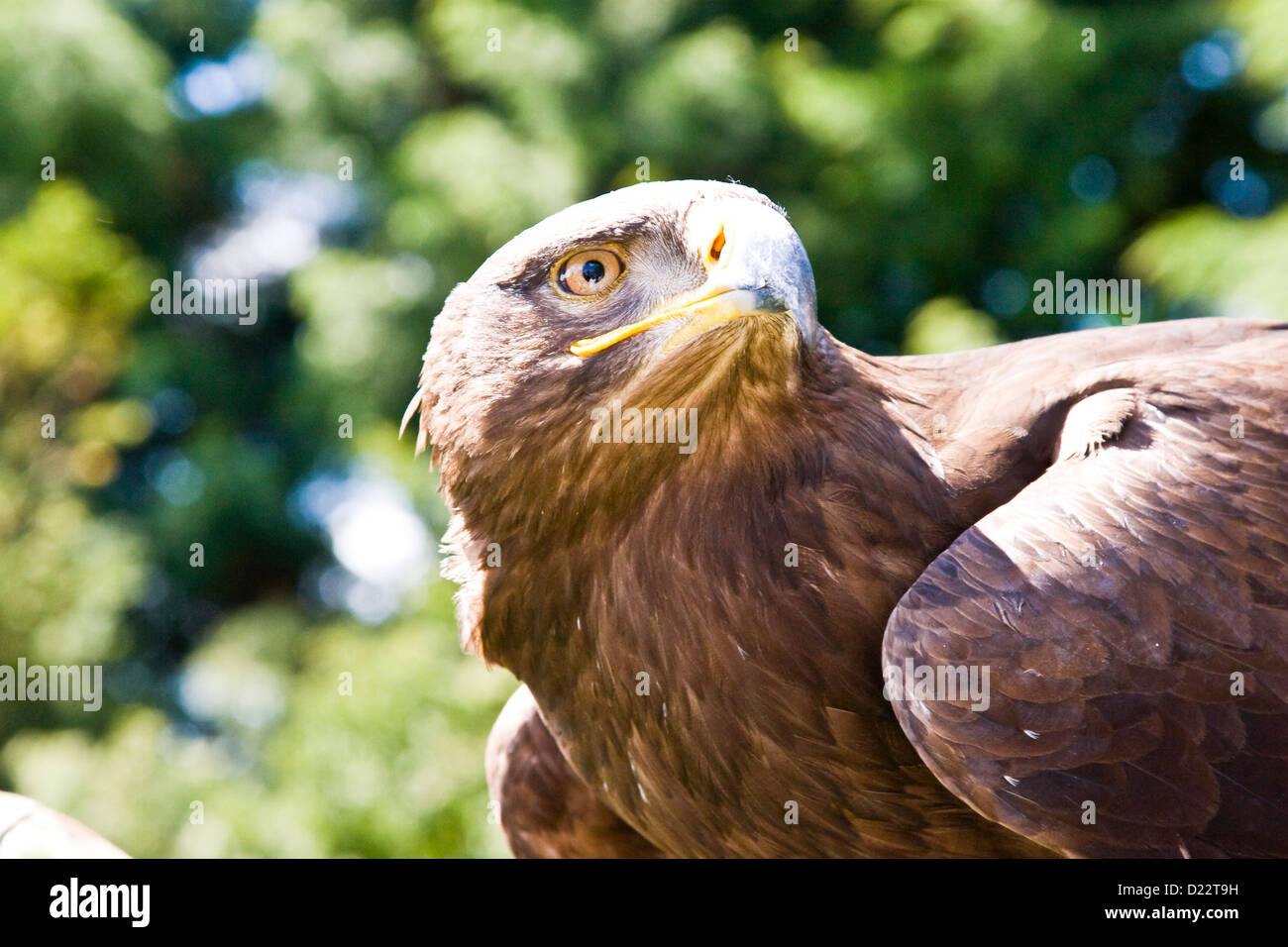 Un falco in un giorno di falconeria a Greetham Centro giardino Foto Stock