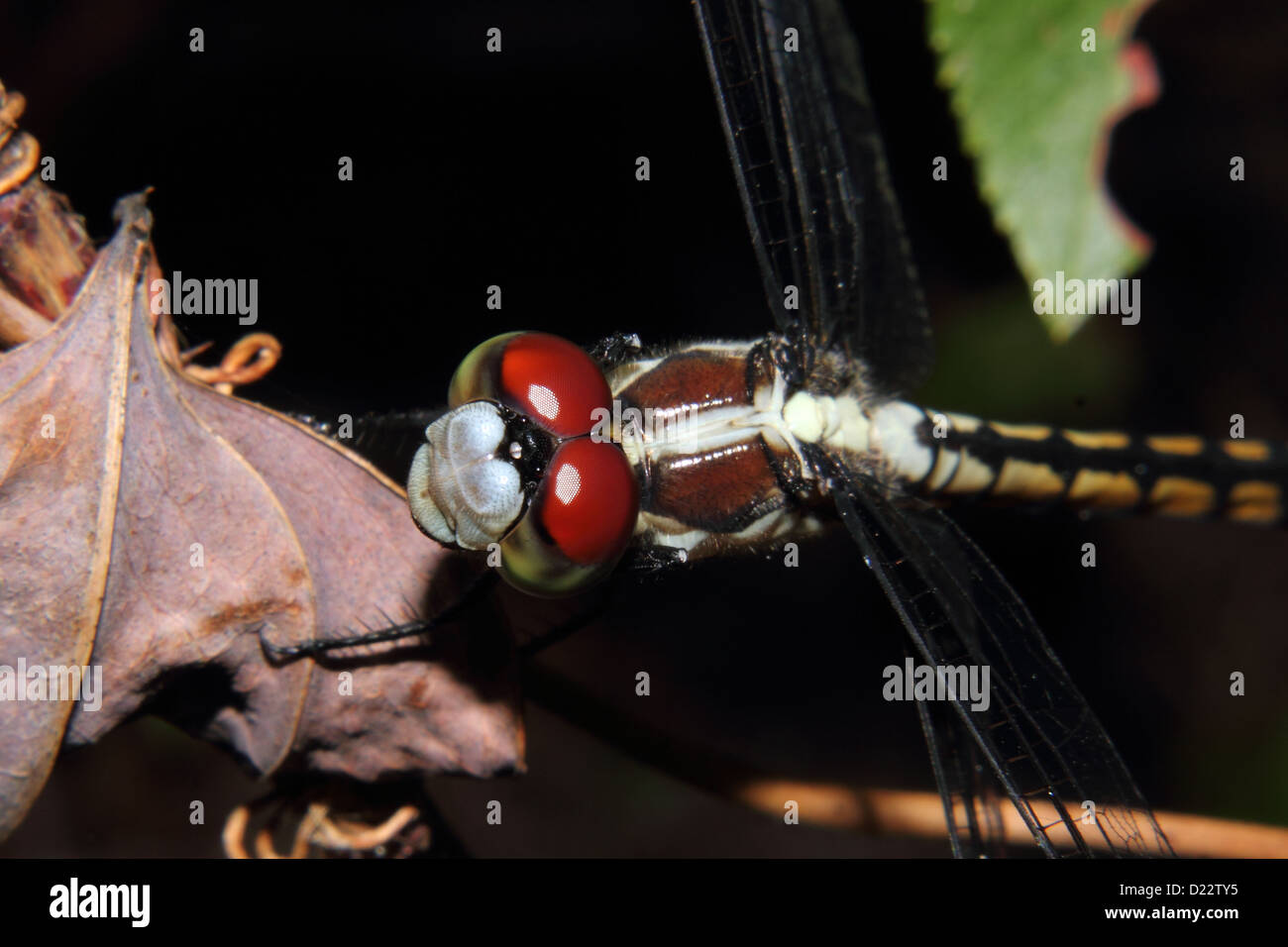 Un rosso eyed Dragonfly pesce persico su una foglia Foto Stock