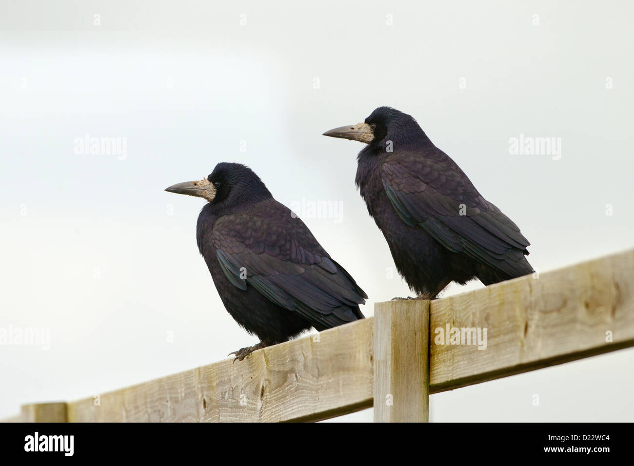 Rooks Corvus frugilegus sulla recinzione farm inverno Foto Stock
