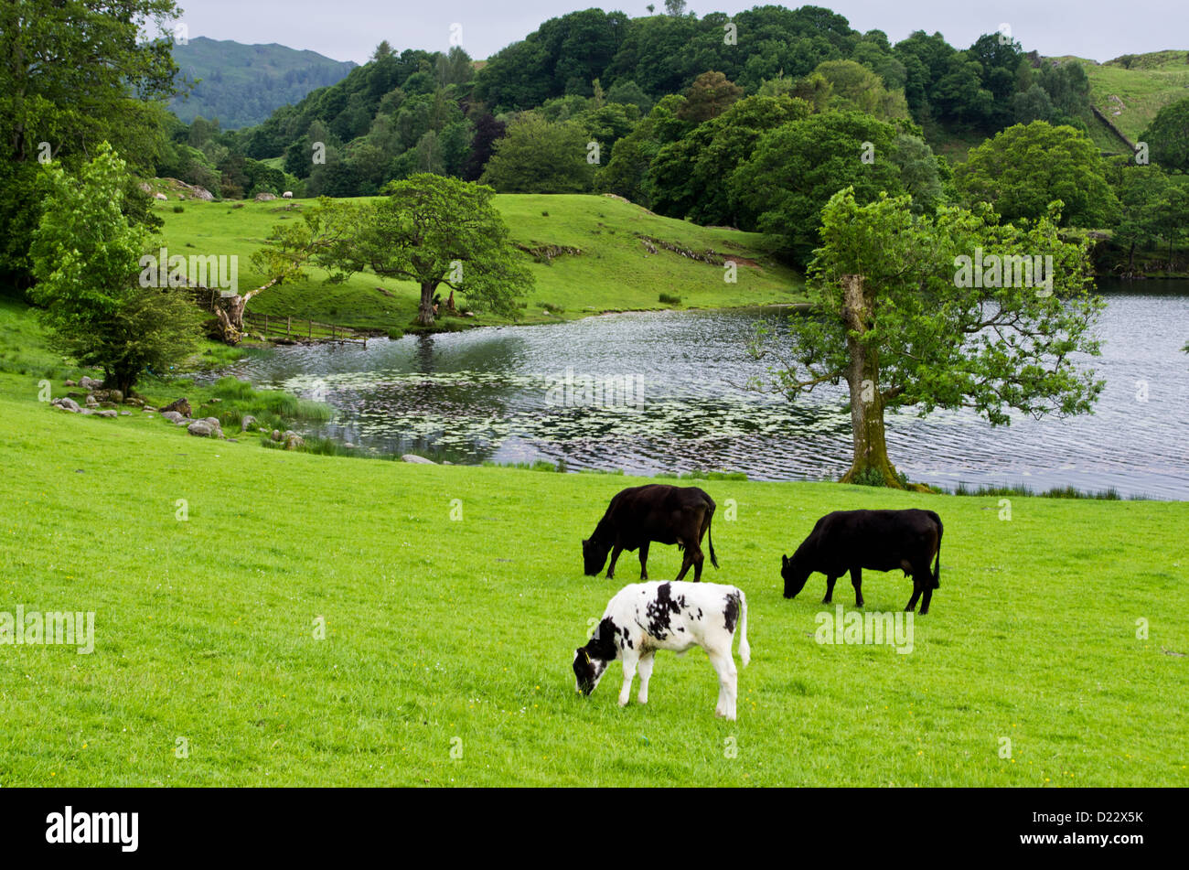 Composizione del paesaggio. Tre mucche al pascolo nel campo accanto a un tarn. Colline in lontananza. Foto Stock