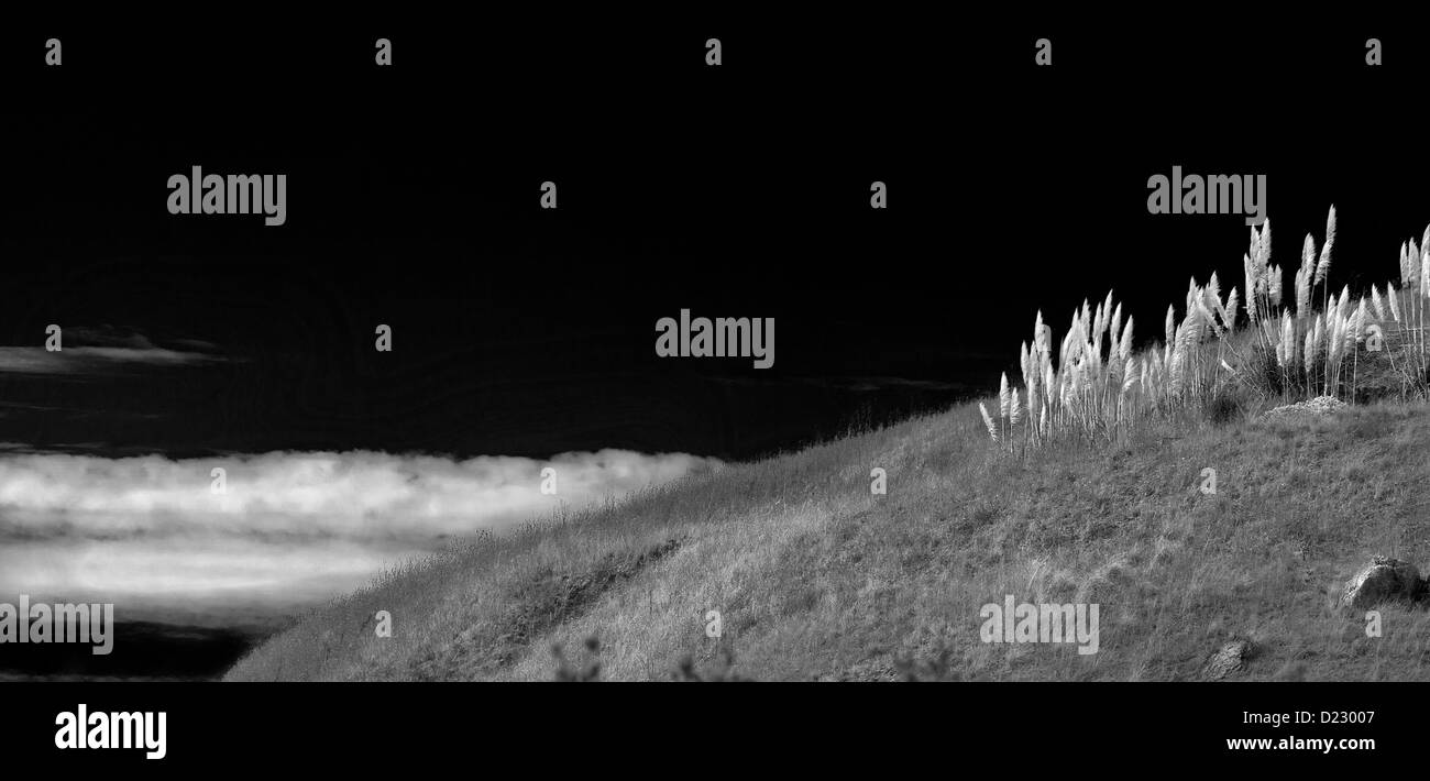 Erba su una collina con il cloud in bianco e nero Foto Stock