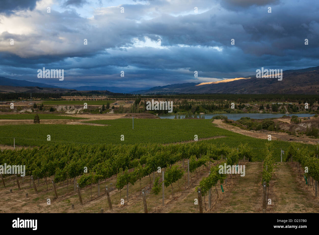 Vigneto, difficoltà di montaggio zona di Central Otago, Isola del Sud, Nuova Zelanda Foto Stock