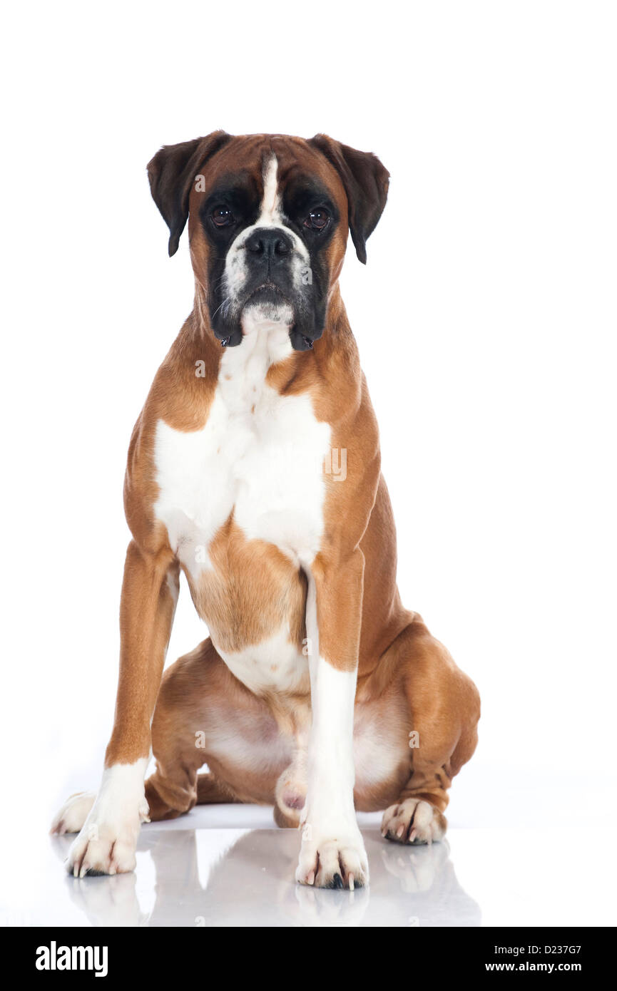 Tedesco cane boxer isolato su bianco Foto Stock