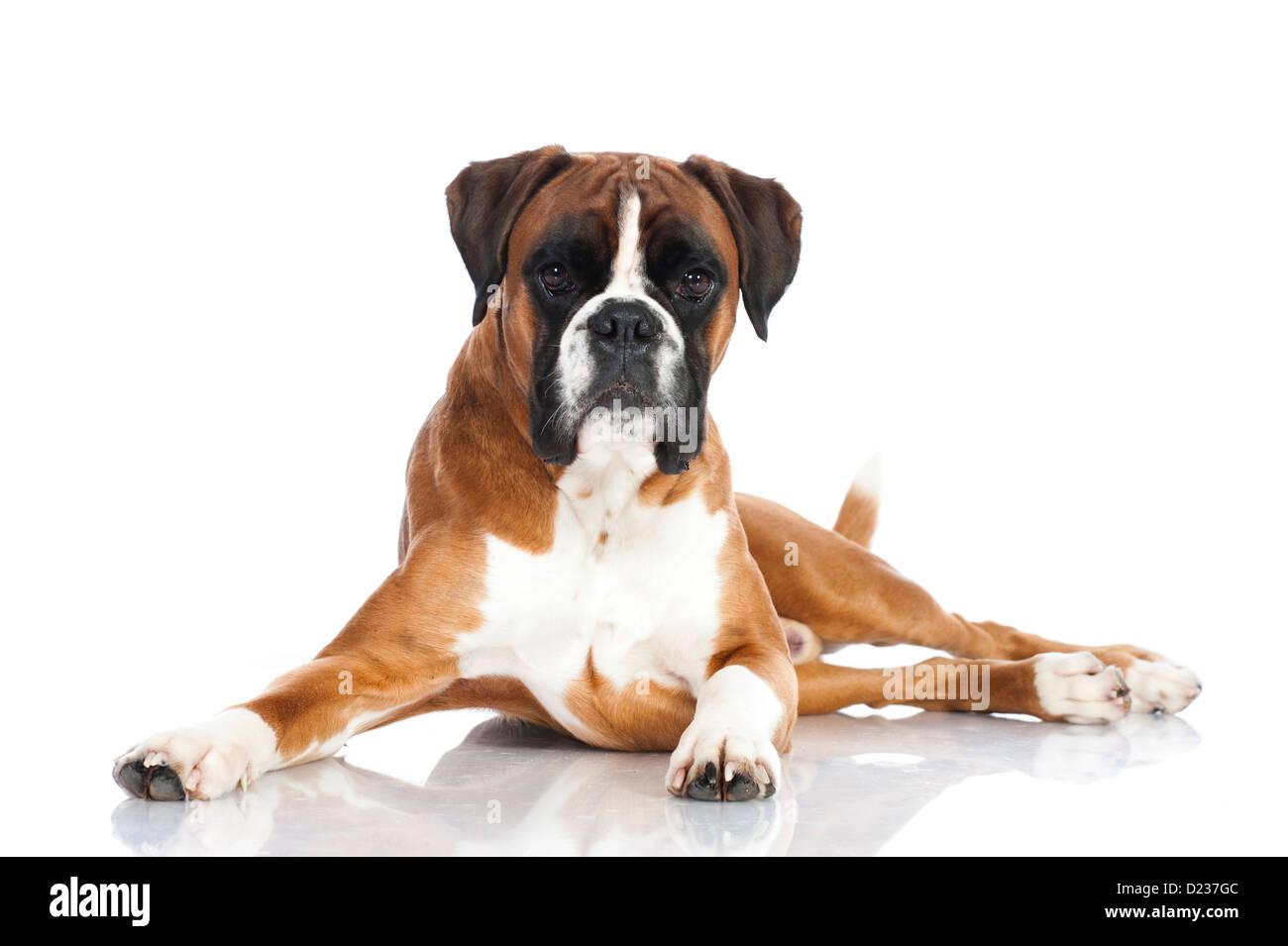 Tedesco cane boxer isolato su bianco Foto Stock