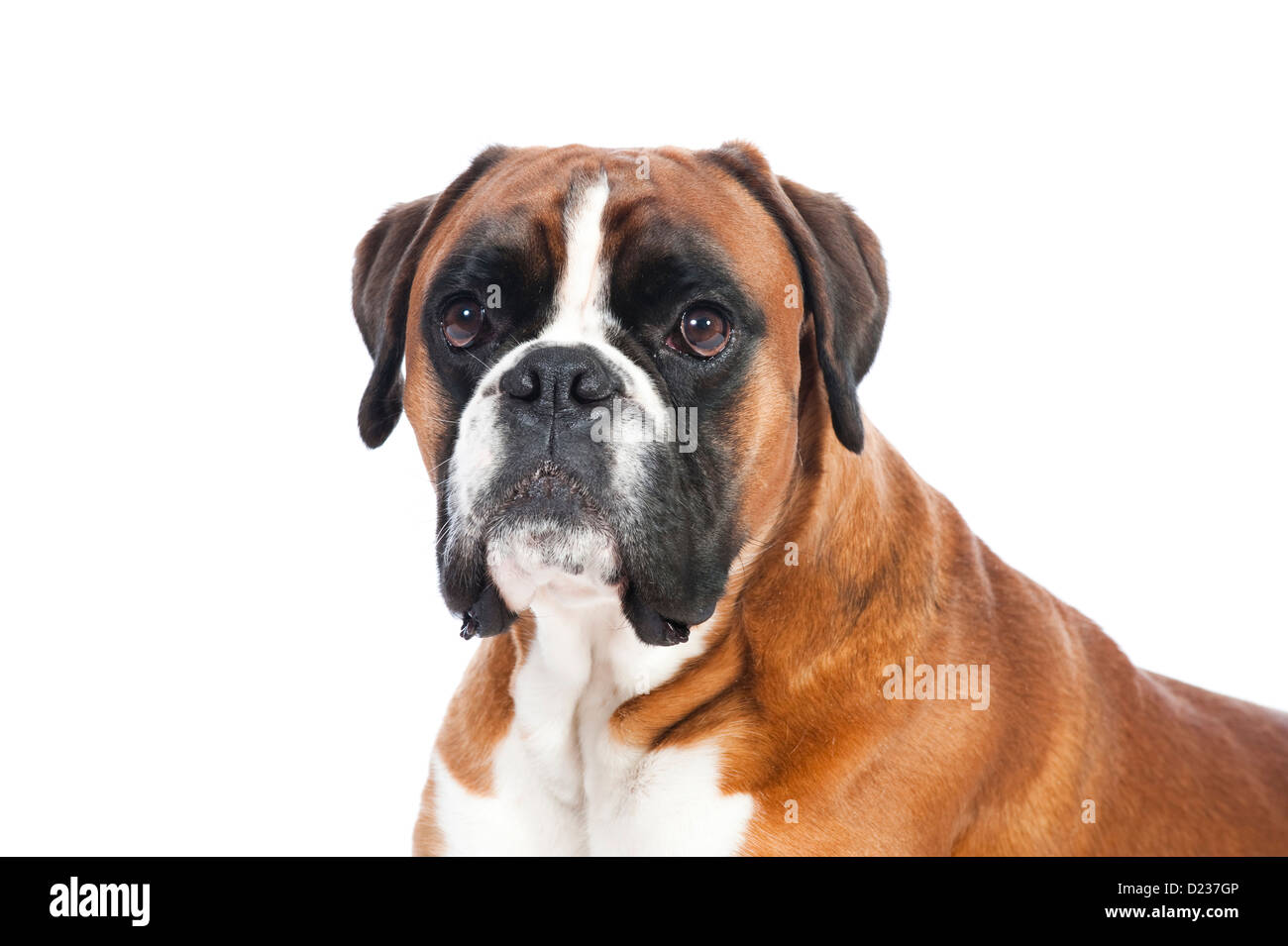 Tedesco cane boxer isolato su bianco Foto Stock
