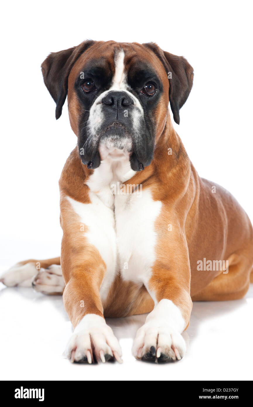 Tedesco cane boxer isolato su bianco Foto Stock