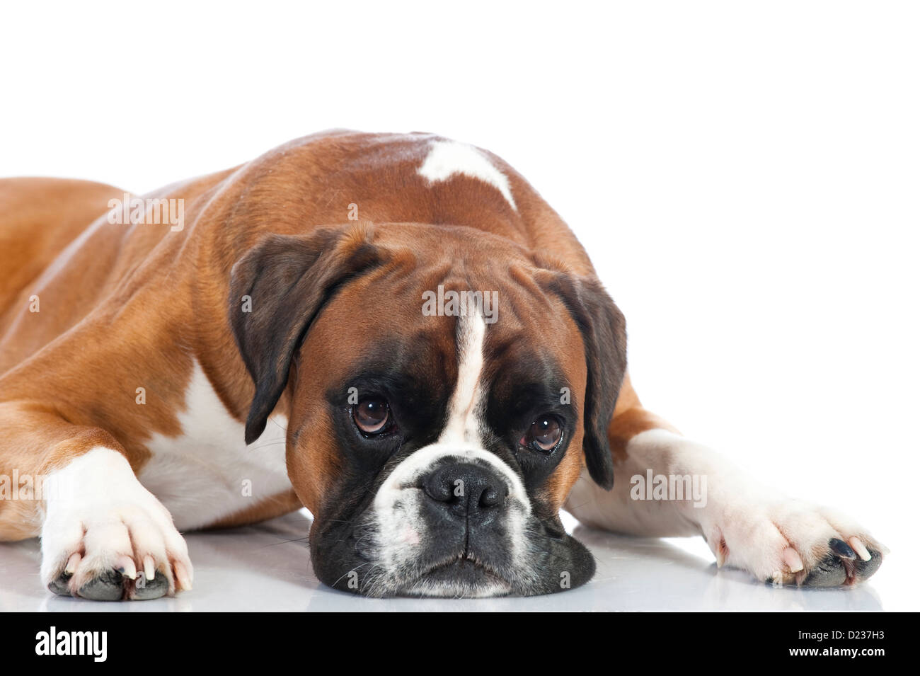 Tedesco cane boxer isolato su bianco Foto Stock