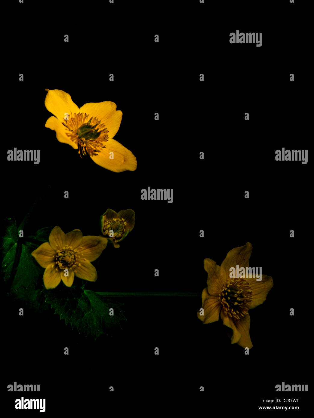 Quattro teste di fioritura Chelidonium majus isolati su sfondo nero Foto Stock