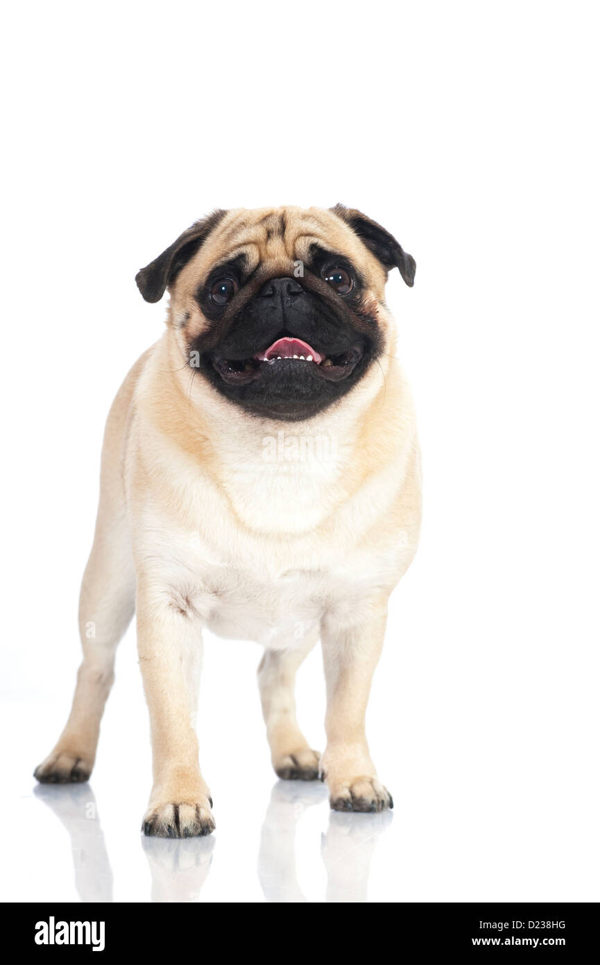 Pug isolato su bianco Foto Stock