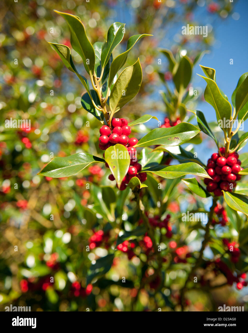 Un holly tree con luminosi di bacche rosse Foto Stock
