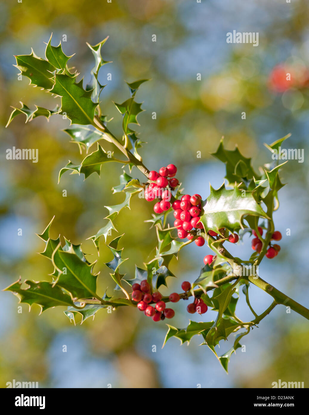 Un ramo di agrifoglio con luminosi di bacche rosse Foto Stock