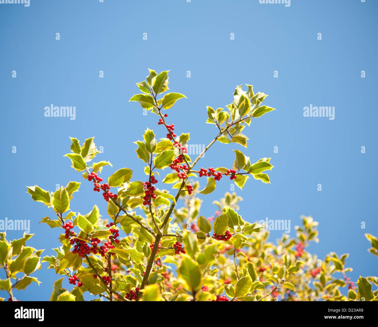 Holly rami con luminose rosse bacche contro un cielo blu Foto Stock