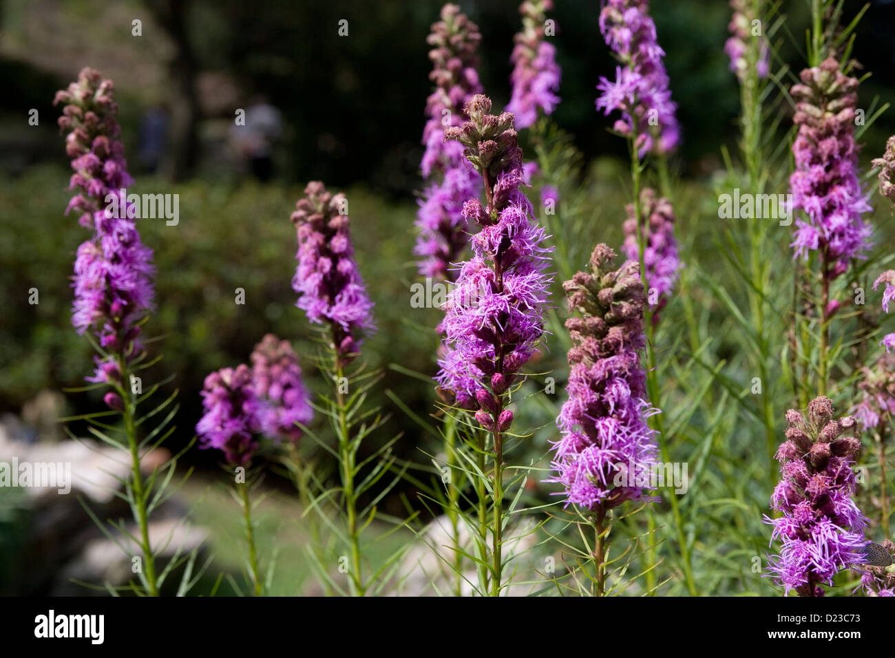 Piemonte: Monte Mottarone - Giardino Alpino / Liatris Spicata [N. America] Foto Stock