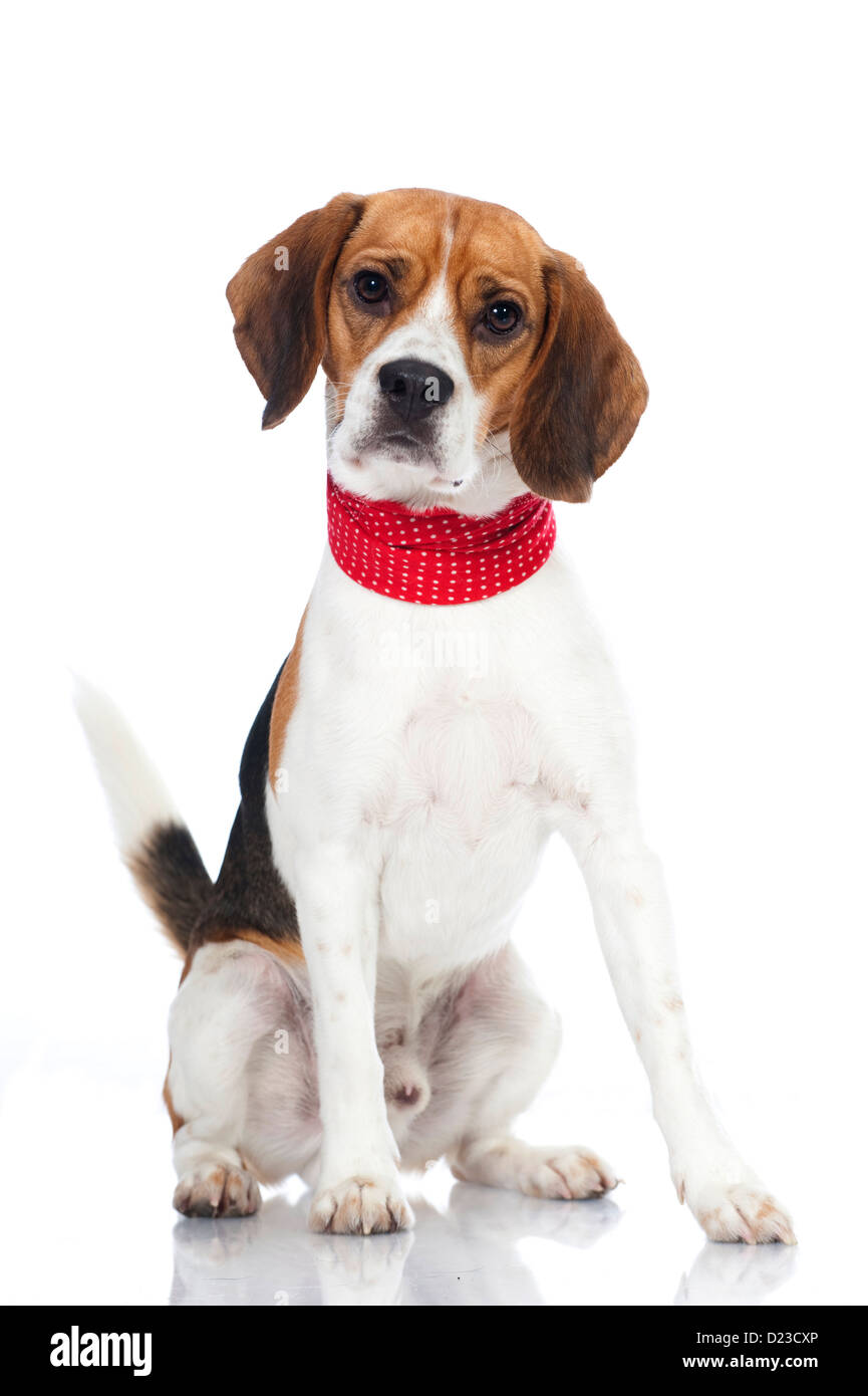 Cane Beagle isolati su sfondo bianco Foto Stock