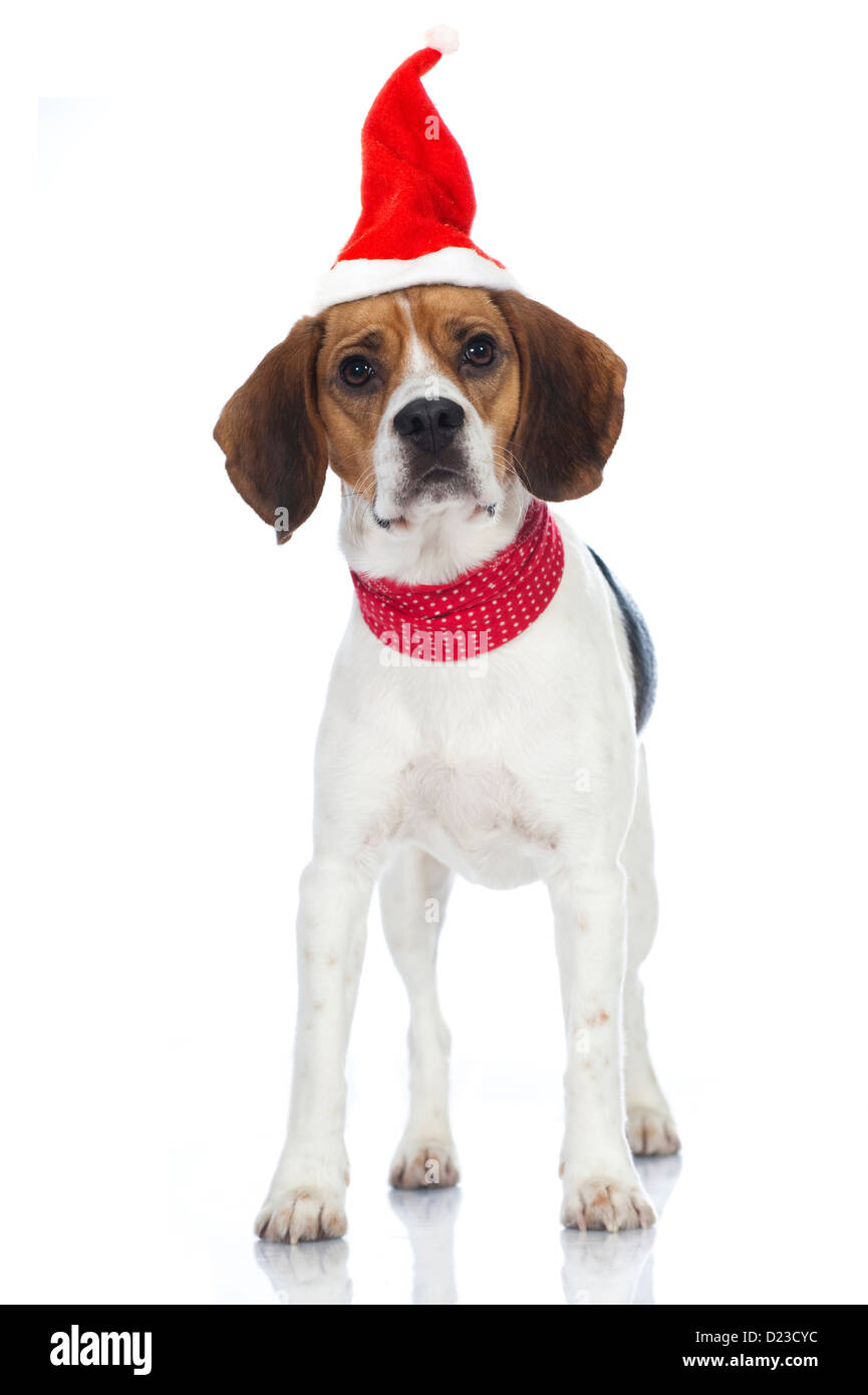 Cane Beagle isolati su sfondo bianco Foto Stock