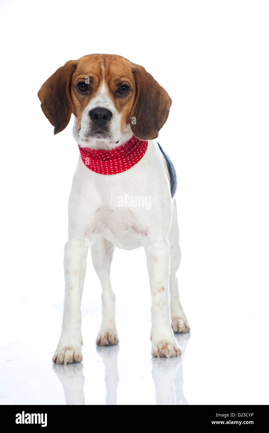 Cane Beagle isolati su sfondo bianco Foto Stock