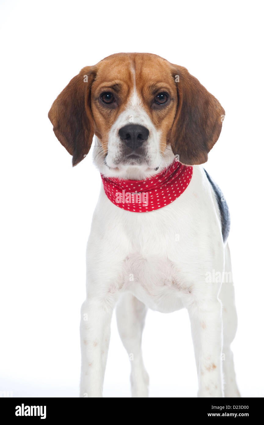 Cane Beagle isolati su sfondo bianco Foto Stock