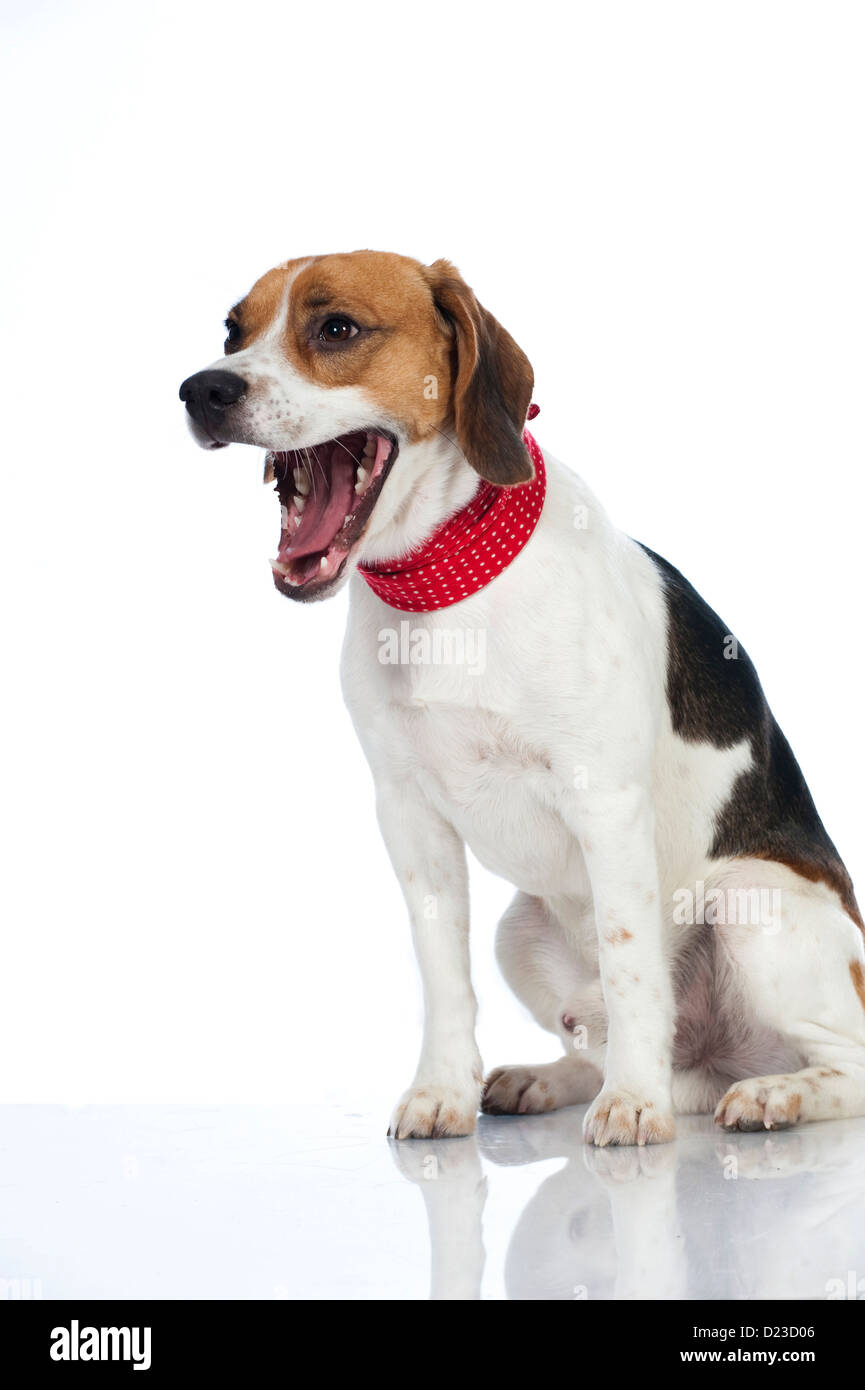 Cane Beagle isolati su sfondo bianco Foto Stock