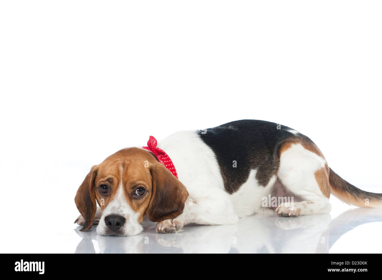 Cane Beagle isolati su sfondo bianco Foto Stock