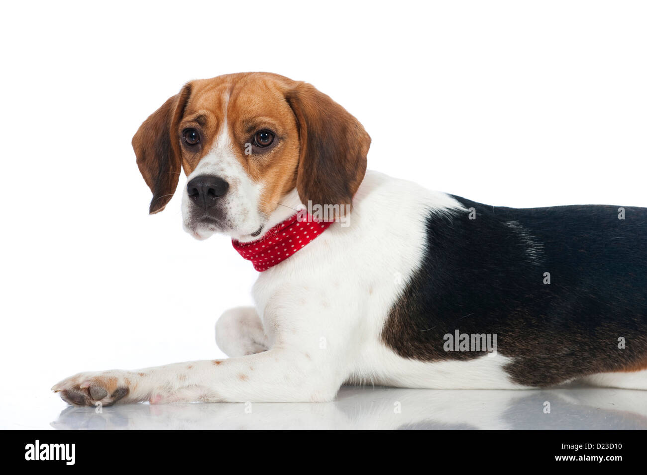 Cane Beagle isolati su sfondo bianco Foto Stock