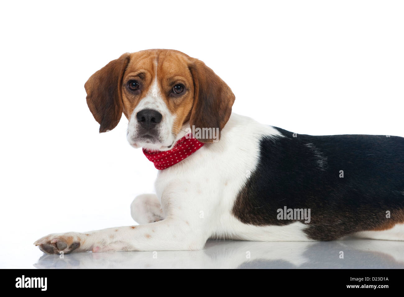 Cane Beagle isolati su sfondo bianco Foto Stock