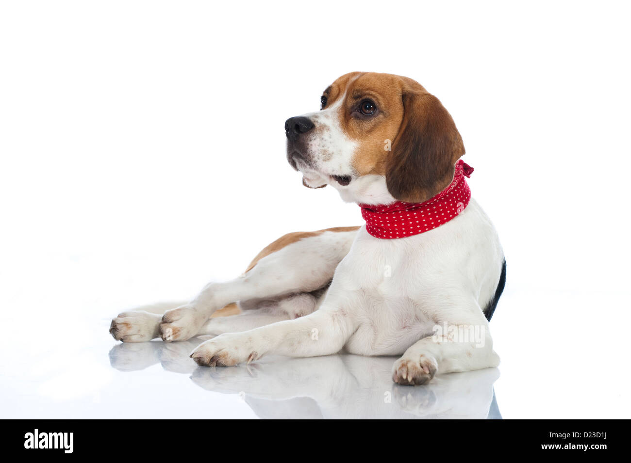 Cane Beagle isolati su sfondo bianco Foto Stock