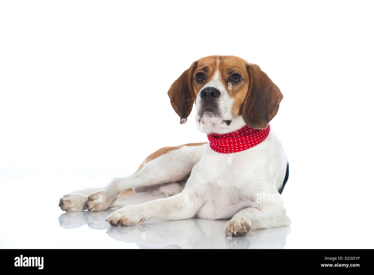 Cane Beagle isolati su sfondo bianco Foto Stock