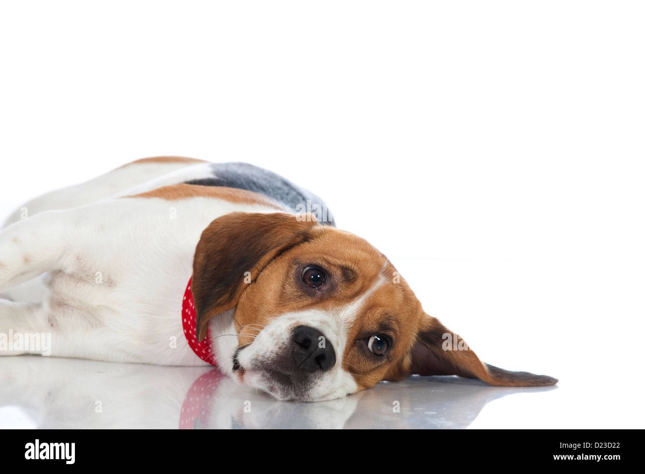 Cane Beagle isolati su sfondo bianco Foto Stock