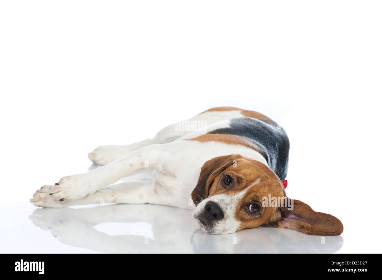 Cane Beagle isolati su sfondo bianco Foto Stock
