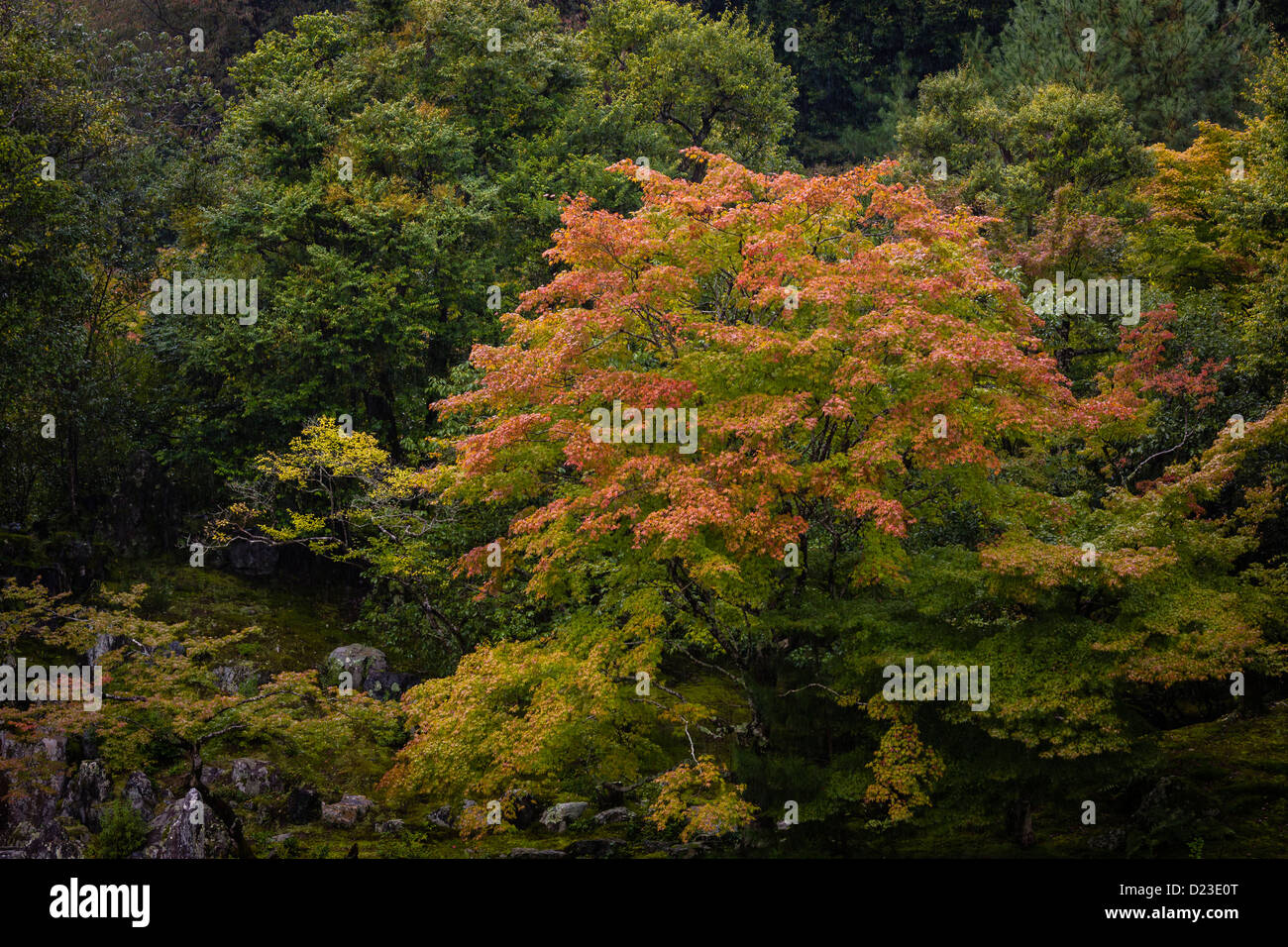 Il giardino del tempio di Tenryuji, nei pressi di Kyoto, durante una pioggia di autunno Foto Stock