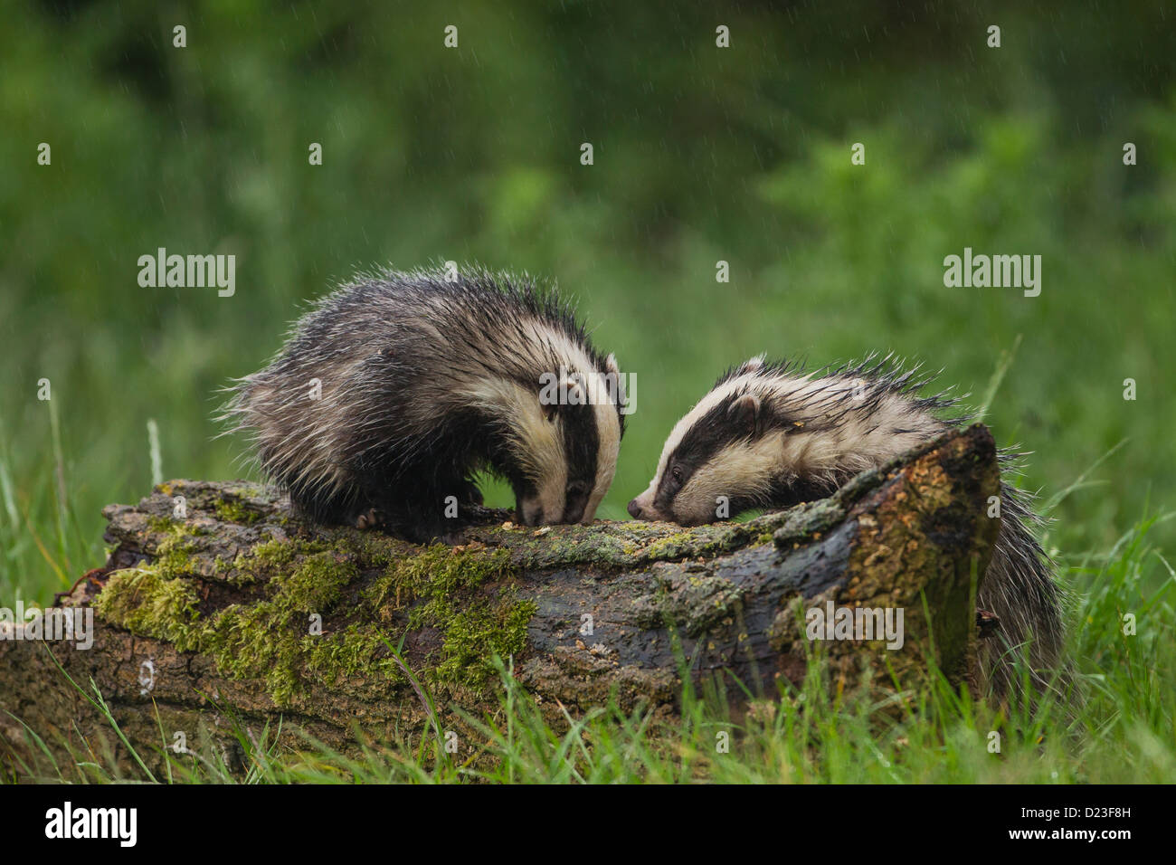 Badgers europea (Meles meles) alimentazione su un ceppo di albero sotto la pioggia Foto Stock