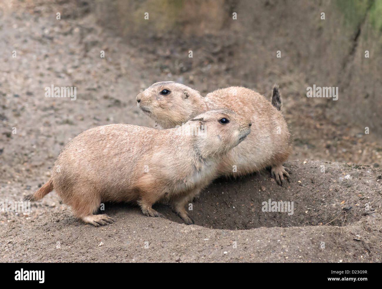 Coppia di Black-Tailed cani della prateria, Cynomys ludovicianus saluto vicenda. Foto Stock