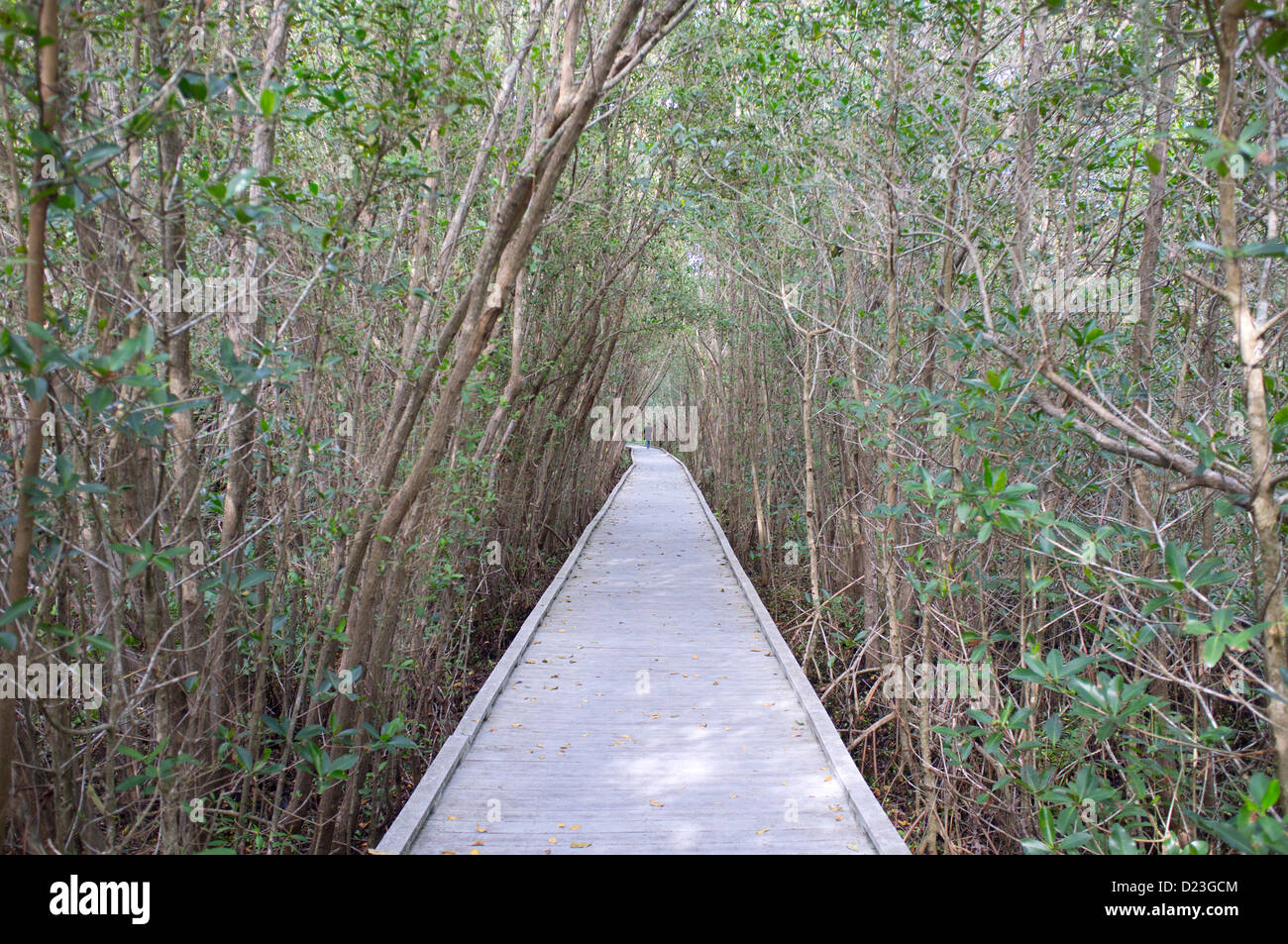 Il Boardwalk attraverso le mangrovie, Four Mile Cove ecologico di preservare, Cape Coral, Florida, Stati Uniti d'America Foto Stock