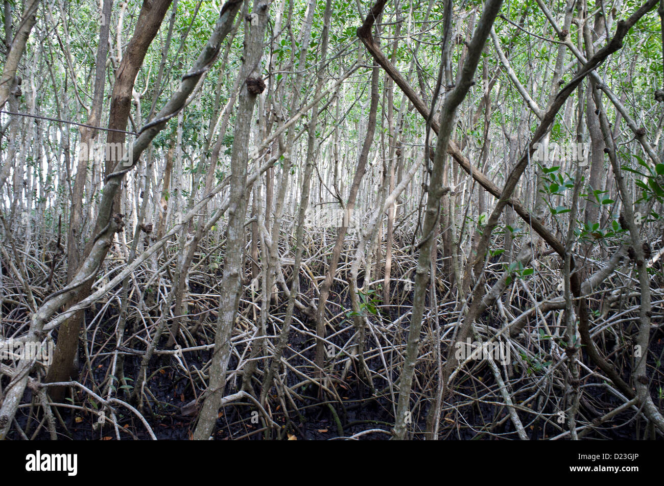 La foresta di mangrovie, Four Mile Cove ecologico di preservare, Cape Coral, Florida, Stati Uniti d'America Foto Stock