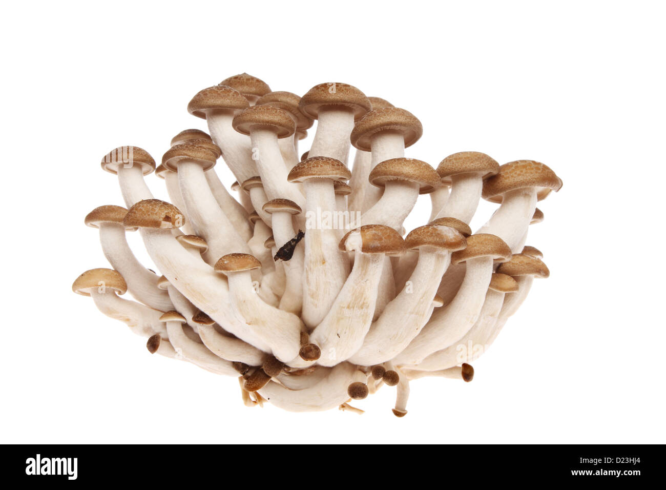 Hon Shimeji commestibili funghi esotici isolata contro bianco Foto Stock