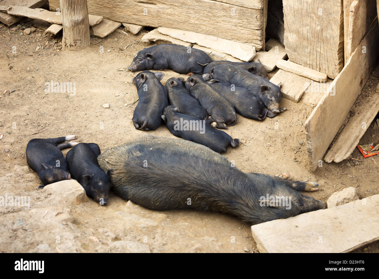 Il nero di suinetti di dormire in mucchio Foto Stock