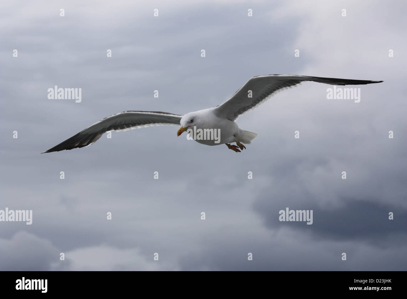 Un comune UK Seagull in volo. Foto Stock
