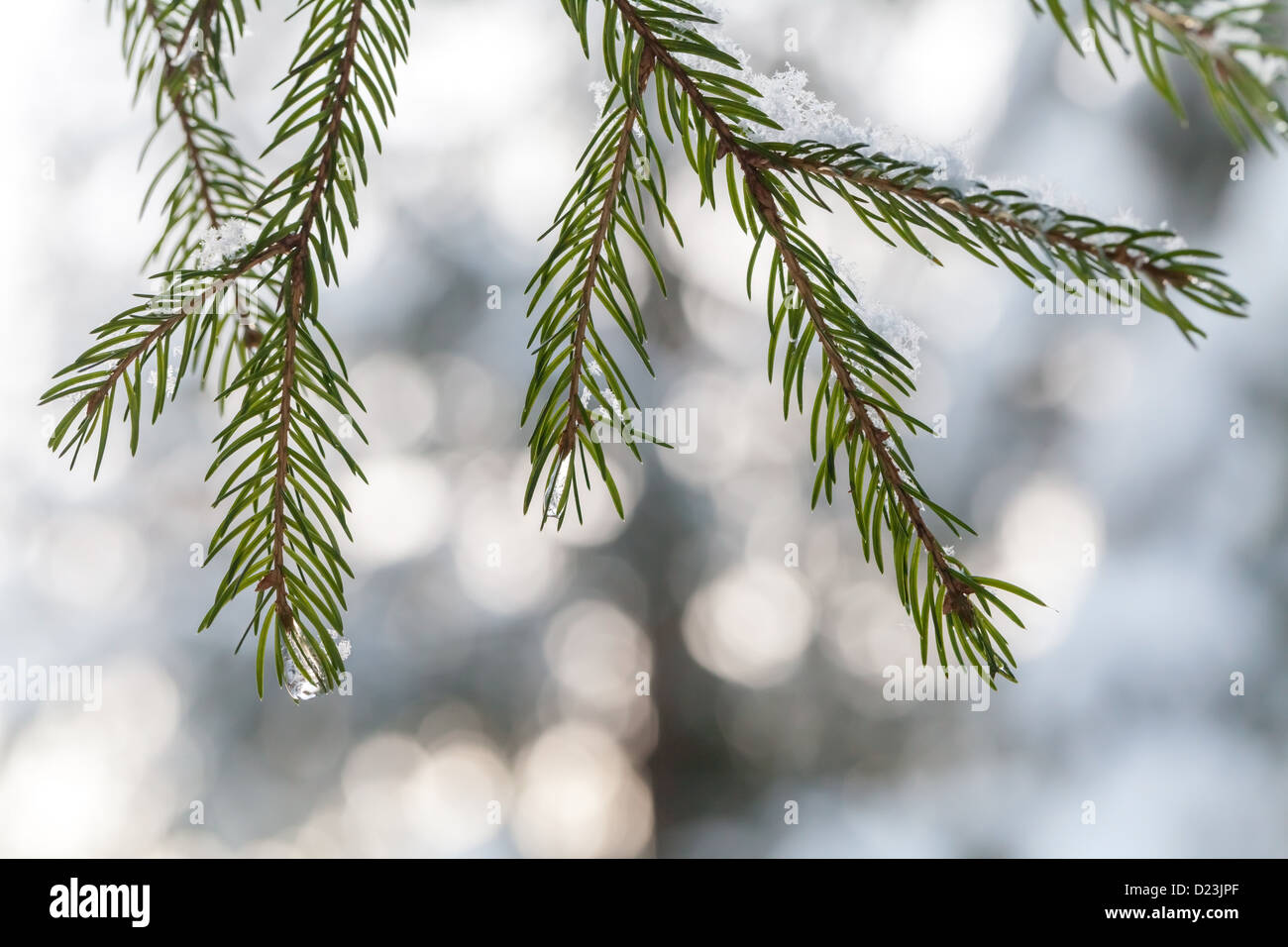 Abete rami con i fiocchi di neve e acqua congelata scende su di essa Foto Stock