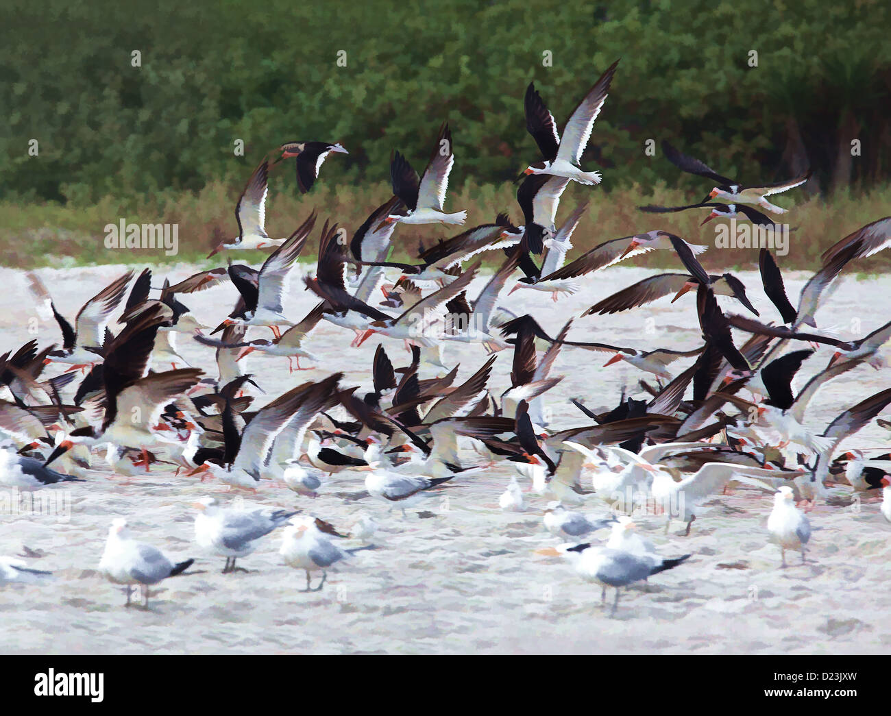 A Flock of Seagulls Foto Stock