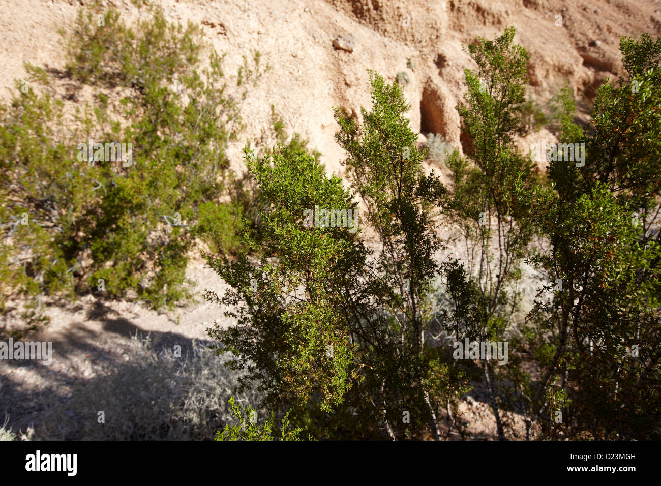 Il creosoto bush in il parco della Valle di Fire State nevada usa Foto Stock