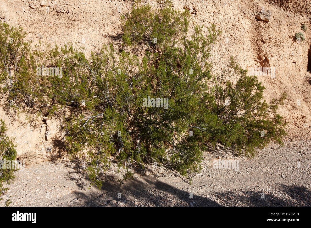 Il creosoto bush in il parco della Valle di Fire State nevada usa Foto Stock