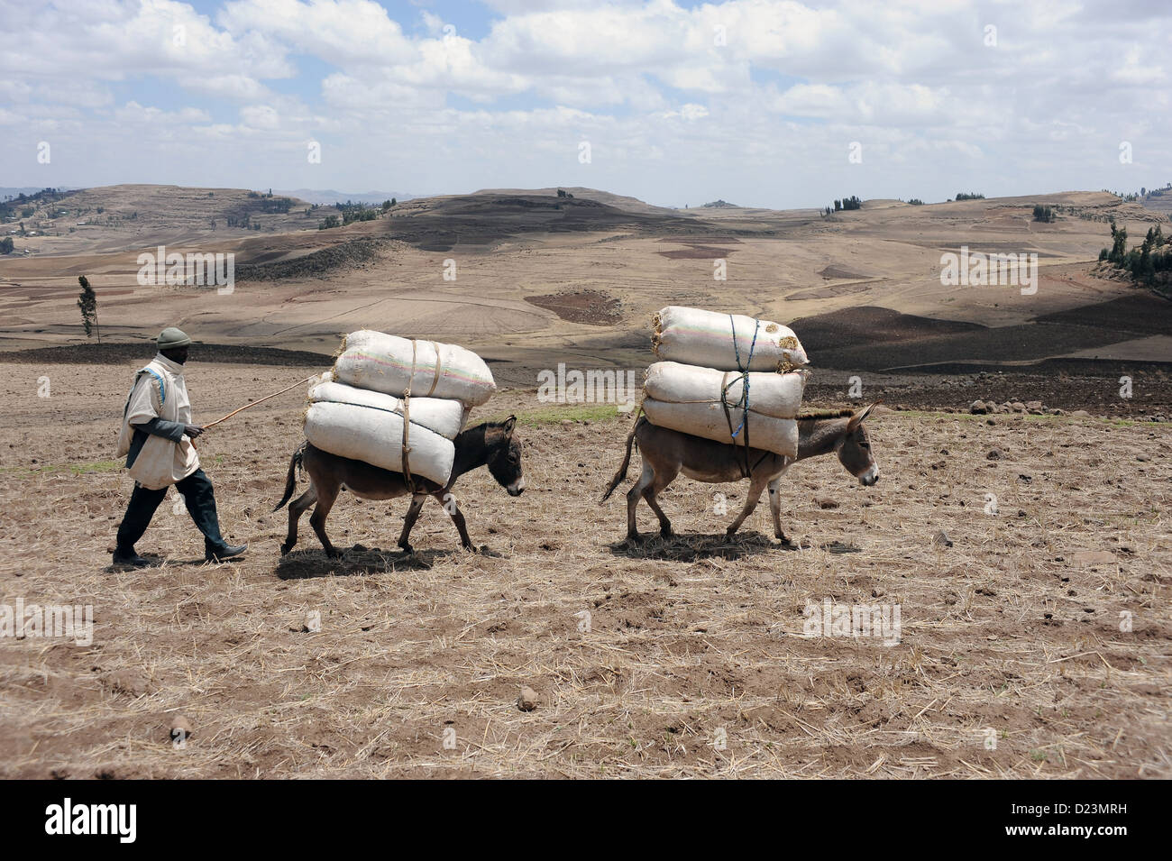 Mangudo, Etiopia, uomo alla guida di asini carichi di granella sul campo Foto Stock