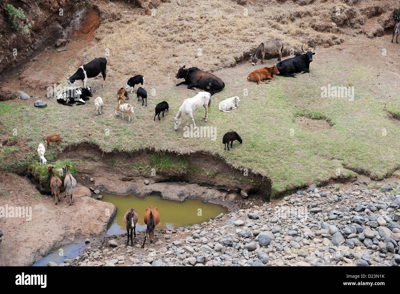 Mangudo, Etiopia, animali da fattoria a un luogo di irrigazione Foto Stock