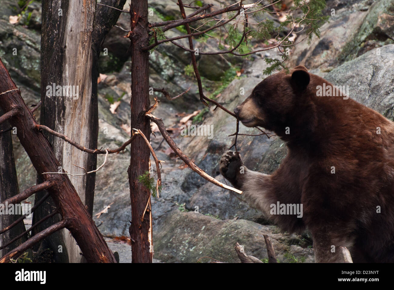 American Black Bear (Ursus americanus) Foto Stock