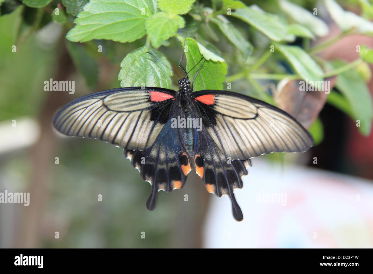 Femmina a coda di rondine asiatici (Papilio lowi). Farfalle in The Glasshouse 2013, giardino RHS Wisley, Woking, Surrey, Inghilterra, Regno Unito. Evento speciale fino al 24 febbraio 2013 che prevede la possibilità di vedere farfalle tropicali battenti circa in serra. Foto Stock