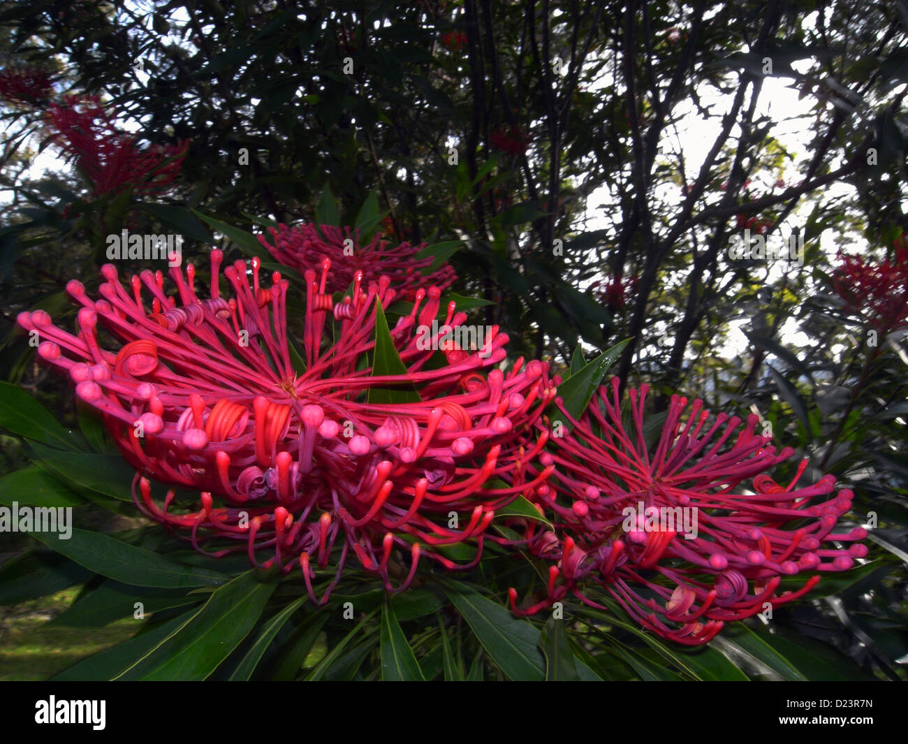 Fioritura Dorrigo waratah (Alloxylon pinnatum), un raro albero della foresta pluviale, Parco Nazionale Lamington, Queensland, Australia Foto Stock