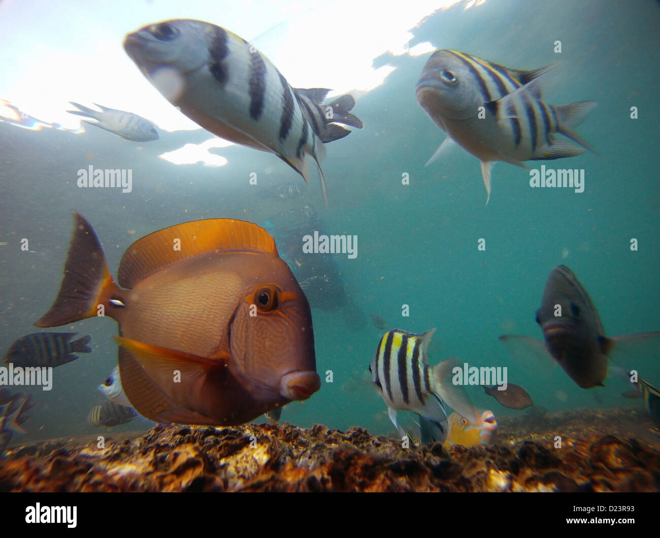 Pesce su letto di ostriche, relitti di Tangalooma, Moreton Island, Moreton Bay Marine Park, vicino a Brisbane, Queensland, Australia Foto Stock