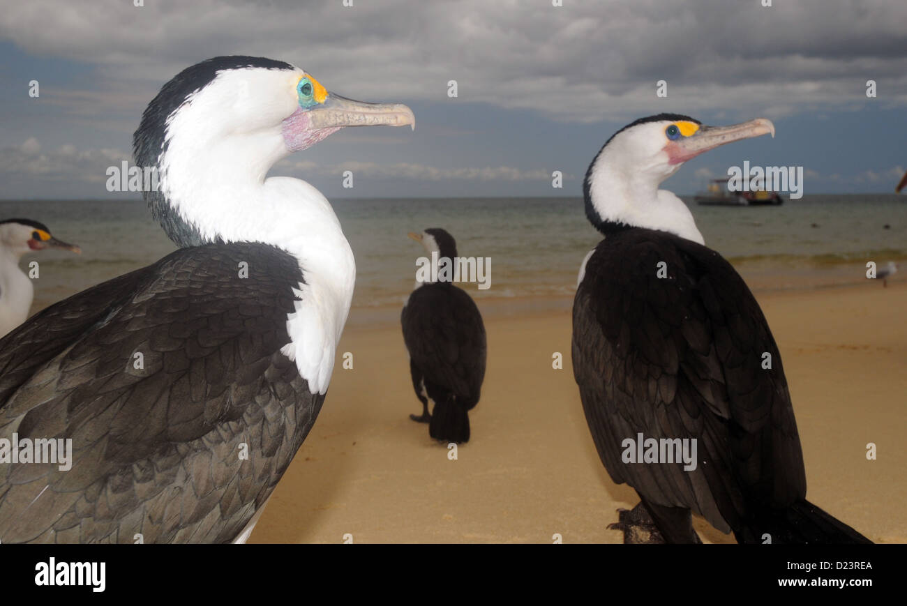 Pied i cormorani posati sulla spiaggia, Tangalooma, Moreton Island, vicino a Brisbane, Queensland, Australia Foto Stock