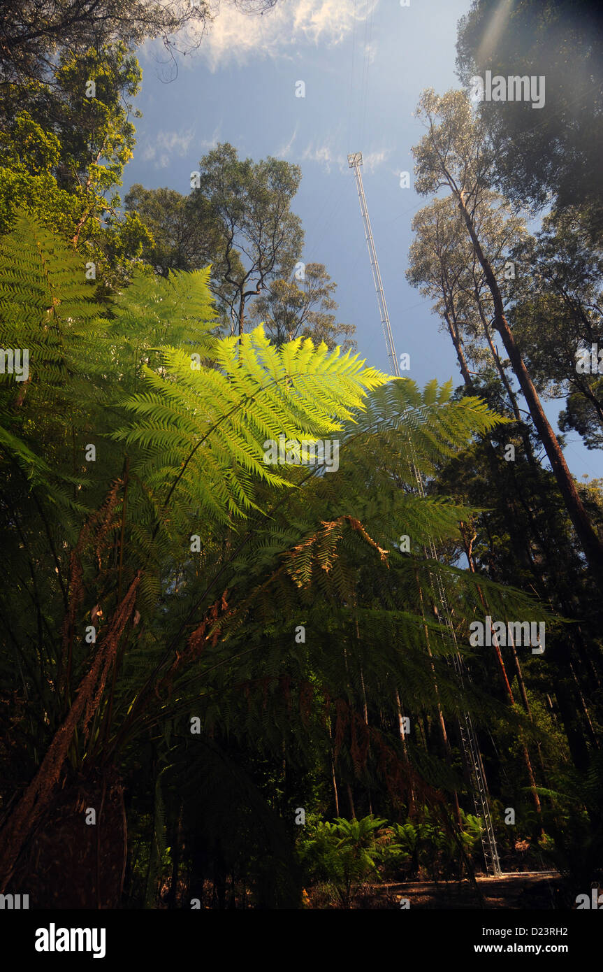 Torre di flusso a Warra, Silvicoltura Tasmania stazione di ricerca, Tahune, Tasmania, Australia. N. PR Foto Stock