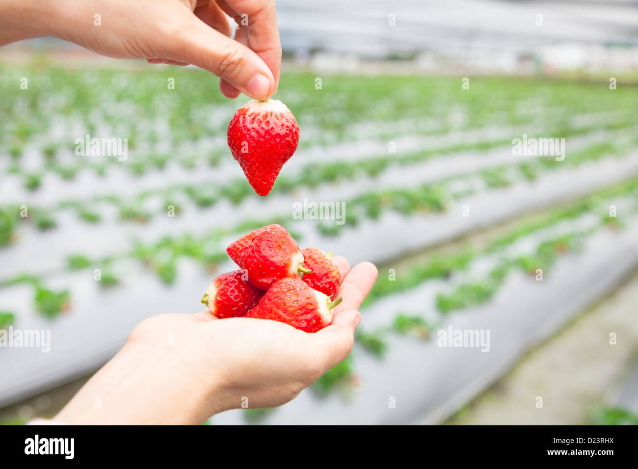 Mano azienda fragola con sfondo di fattoria Foto Stock